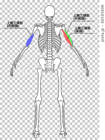 人間の全身骨格と上腕三頭筋（色分け、各部位の日本語名称） 88585606