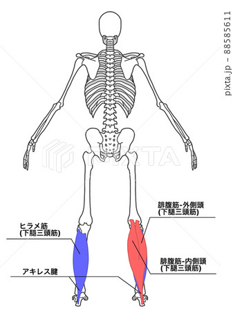 人間の全身骨格と下腿三頭筋（色分け、各部位の日本語名称） 88585611