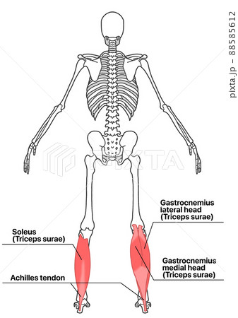 人間の全身骨格と下腿三頭筋（各部位の英語名称） 88585612