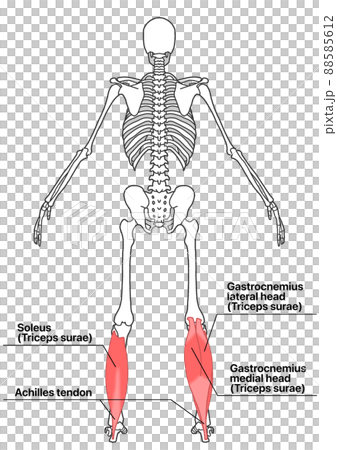 人間の全身骨格と下腿三頭筋（各部位の英語名称） 88585612