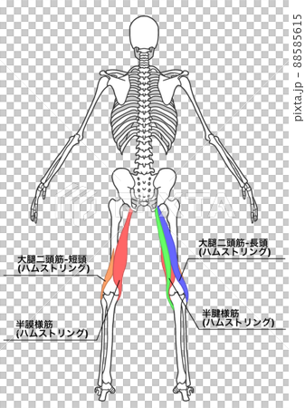 Human whole body skeleton and hamstring (color-coded, Japanese name of each part) Human whole body skeleton and hamstring (color-coded, Japanese name of each part) 88585615