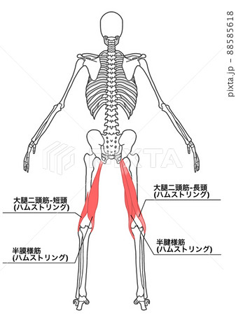 人間の全身骨格とハムストリング（各部位の日本語名称） 88585618