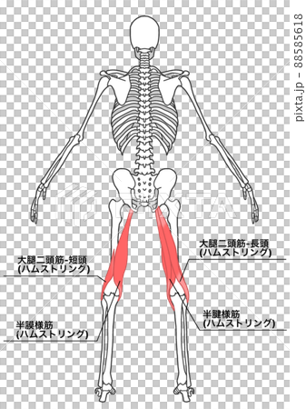 人間の全身骨格とハムストリング（各部位の日本語名称） 88585618