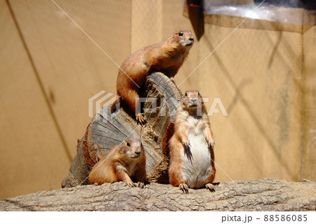 到津の森公園「プレーリードッグ」 88586085