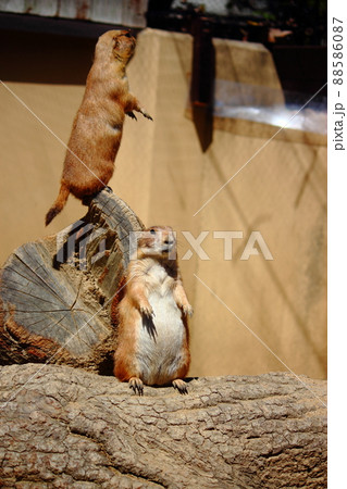 到津の森公園「プレーリードッグ」 到津の森公園「プレーリードッグ」 88586087