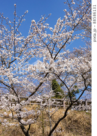 EOSRP.広島大竹、弥栄桜。の写真素材 [88586131] - PIXTA