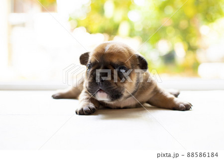 New born french bulldog puppy New born french bulldog puppy 88586184