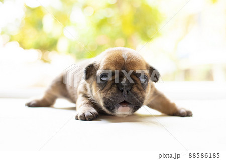 New born french bulldog puppy 88586185