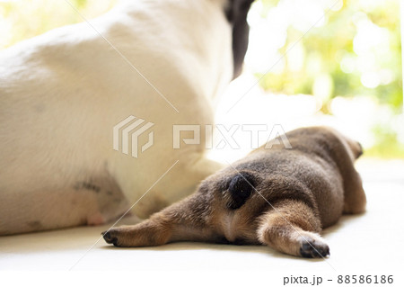 New born french bulldog puppy New born french bulldog puppy 88586186
