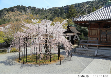清水寺 中興堂の桜 【京都市東山区】 清水寺 中興堂の桜 【京都市東山区】 88586188