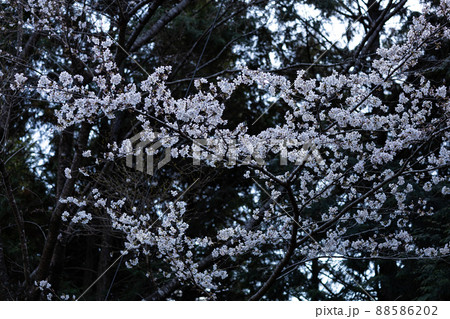 EOSRP.広島大竹、暗がり桜。 88586202