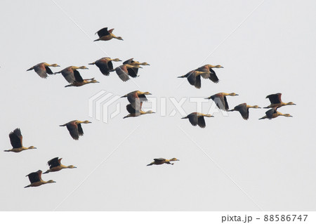 Image of flock lesser whistling duck (Dendrocygna javanica) flying in the sky. Bird. Animals. Image of flock lesser whistling duck (Dendrocygna javanica) flying in the sky. Bird. Animals. 88586747