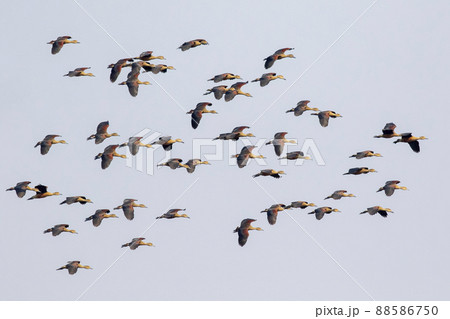 Image of flock lesser whistling duck (Dendrocygna javanica) flying in the sky. Bird. Animals. Image of flock lesser whistling duck (Dendrocygna javanica) flying in the sky. Bird. Animals. 88586750