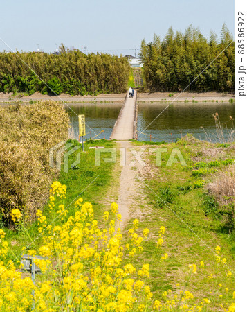 関東では珍しい沈下橋　小貝川　小目沼橋の春景色　人物 88586922