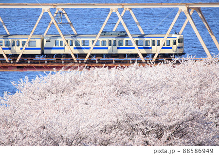 桜咲く大野川を渡る415系電車（JR九州） 88586949