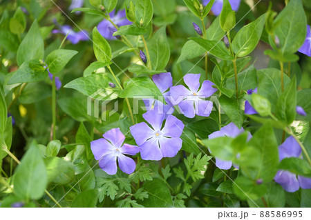 ツルニチニチソウ（蔓日々草） 88586995