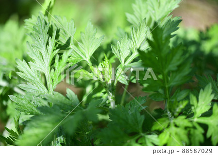 春のヨモギ（蓬） 88587029