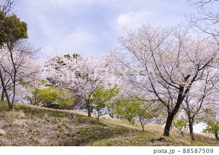 成田市さくらの山　千葉県成田市 88587509
