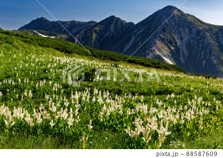 北アルプス・三俣蓮華岳のコバイケイソウ群落と鷲羽岳・水晶岳の眺め 88587609