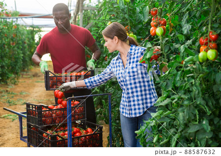 Two gardeners harvesting plum tomatoes in greenhouse Two gardeners harvesting plum tomatoes in greenhouse 88587632
