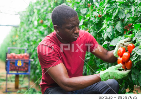 African american horticulturist harvesting red tomatoes in glasshouse African american horticulturist harvesting red tomatoes in glasshouse 88587635