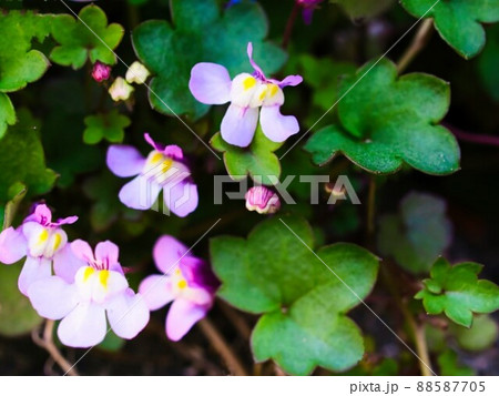 我が家の周りに咲く小さな小さな雑草と言われる草花たち 我が家の周りに咲く小さな小さな雑草と言われる草花たち 88587705