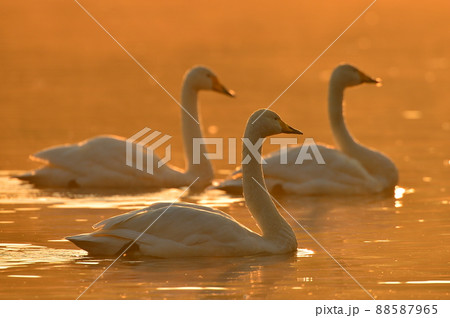 大池の白鳥 88587965