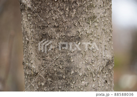 キハダ(黄檗、黄蘗、黄膚、黄柏) 学名:Phellodendron amurense Rupr. キハダ(黄檗、黄蘗、黄膚、黄柏) 学名:Phellodendron amurense Rupr. 88588036
