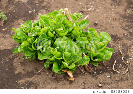 チコリー（英語：chicory、学名：Cichorium intybus）和名はキクニガナ、野菜 88588038