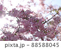 桜 88588045