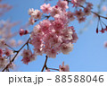 桜 88588046