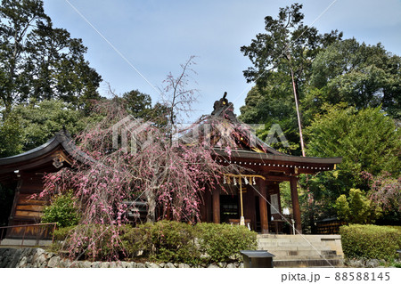 飛鳥坐神社(拝殿) 【奈良県明日香村】 飛鳥坐神社(拝殿) 【奈良県明日香村】 88588145