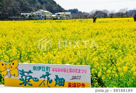 南伊豆町 青野川沿いの菜の花 南伊豆町 青野川沿いの菜の花 88588189