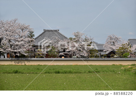飛鳥寺 【奈良県明日香村】 飛鳥寺 【奈良県明日香村】 88588220