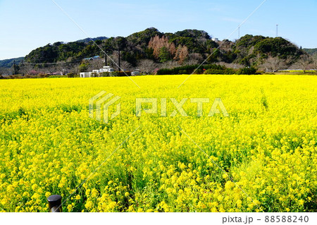 南伊豆町 下賀茂 青野川沿いの菜の花 南伊豆町 下賀茂 青野川沿いの菜の花 88588240