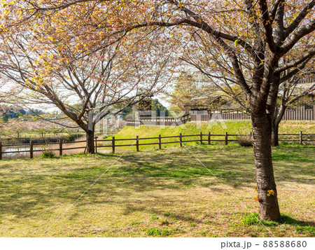 春の景色　茨城県　逆井城跡公園 88588680