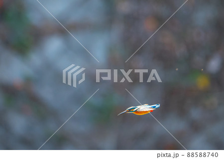 カワセミの飛翔 88588740