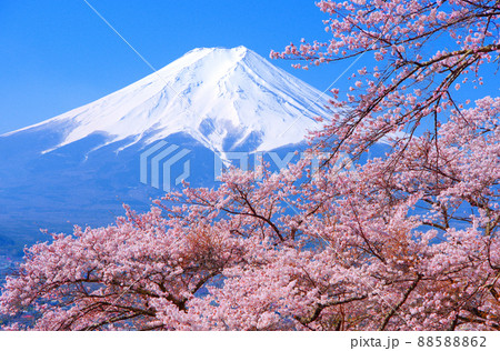 20220410富士吉田市・富士見孝徳公園の桜と富士山 20220410富士吉田市・富士見孝徳公園の桜と富士山 88588862