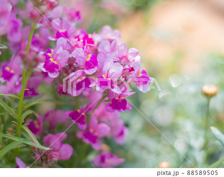 リナリア 花壇の写真素材 5505