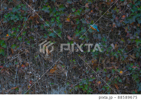 カワセミの飛翔 88589675