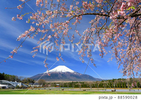 山中湖花の都公園の春(しだれ桜) 山中湖花の都公園の春(しだれ桜) 88590028