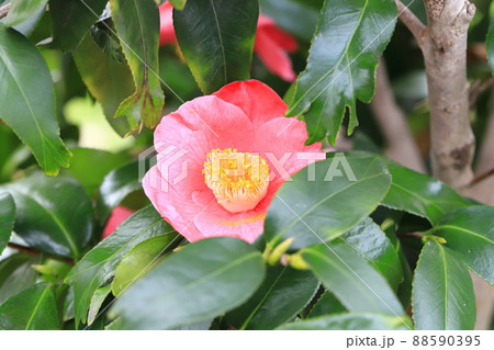 葉先が三つにわかれた錦魚葉椿（キンギョバツバキ）　 88590395