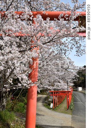 丸高稲荷神社と桜　【和歌山県橋本市】 88590450