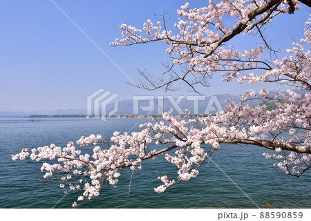 海津大崎の桜並木 海津大崎の桜並木 88590859