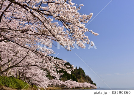 海津大崎の桜並木 88590860