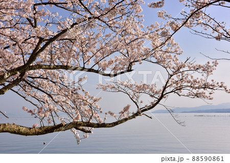 海津大崎の桜並木 海津大崎の桜並木 88590861