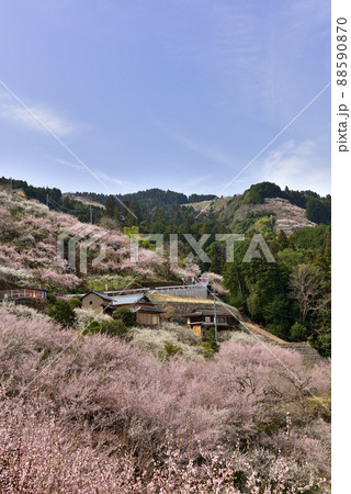 賀名生梅林の朝 88590870