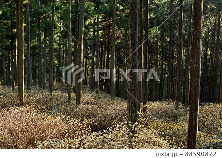 美杉のミツマタ群生 美杉のミツマタ群生 88590872