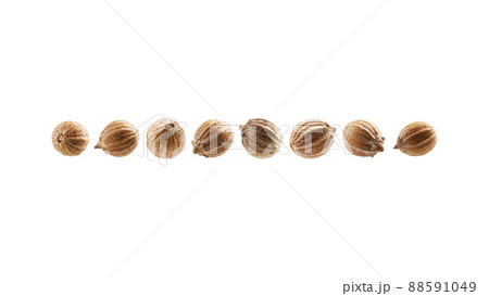 A set of coriander seeds. Isolated on a white background 88591049