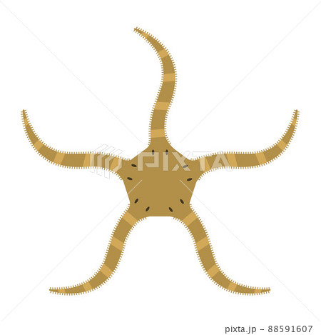 クモヒトデのイラスト クモヒトデのイラスト 88591607